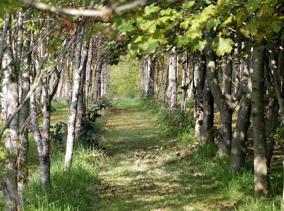 Tree Sponsorship Wicklow