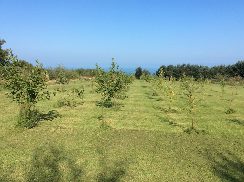 Tree Sponsorship Wicklow An Tairseach